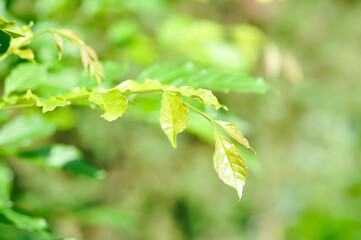 Trumpet vine plant,  Yellow bell or Yellow elder plant