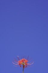 秋の青空に映える彼岸花