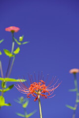 秋の青空に映える彼岸花