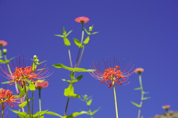 秋の青空に映える彼岸花