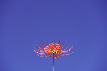 秋の青空に映える彼岸花