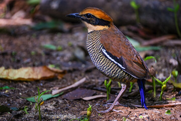 A selective focus image of an exotic Javanese pitta bird perched on a branch