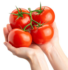 four fresh red tomatoes in hand isolated on white background