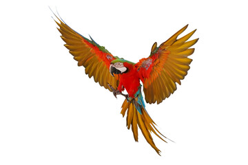 Colorful flying Harlequin Macaw parrot isolated on transparent background png file	