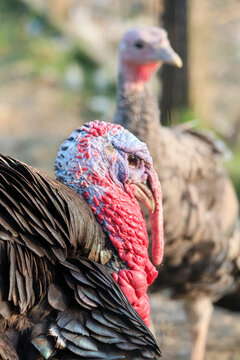 Bright Colored Snood on PA Male Turkey