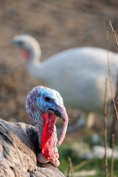 Bright Colored Snood on PA Male Turkey