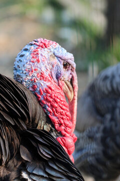 Bright Colored Snood on PA Male Turkey