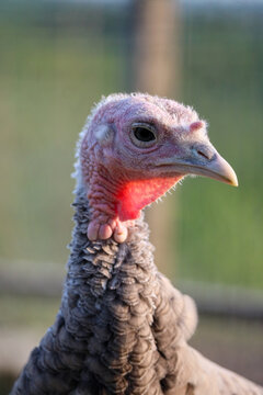 Female Turkey Portrait of Wattle