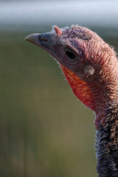 Female Turkey Portrait of Wattle