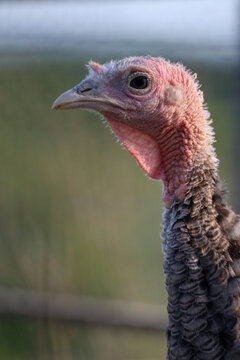 Female Turkey Portrait of Wattle