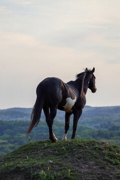 American Quarter Horse Standing Proudly on Hill in Pennsylvania Pasture