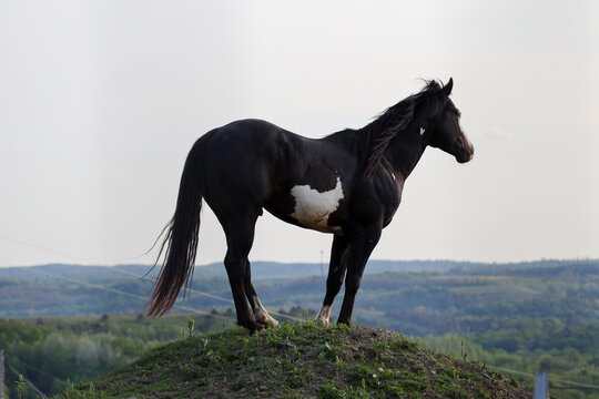 American Quarter Horse with Heart Marking  Standing Proudly on Hill in Pennsylvania Pasture