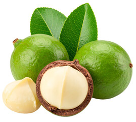 group of unpeeled and peeled macadamia nuts isolated on white background
