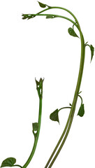 Vine plant, Branch creeper leaf green, Liana tropical nature.