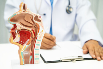 Asian doctor with nasal oral throat cavity neck human anatomy model for study diagnosis and...