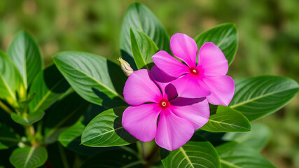Vibrant pink periwinkle flowers blooming in sunlight