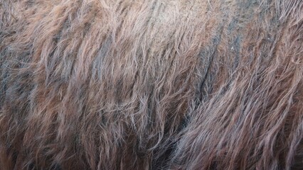 Close-Up of Brown Animal Fur Texture