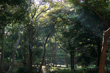 Sunlight filtering through the canopy of a lush forest, creating an ethereal and peaceful atmosphere. Trees are tall, and sunlight provides the forest a mysterious beauty