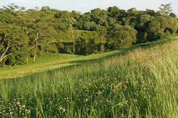 An expansive view of a verdant landscape showcasing the lush greenery of trees and fields. The scene evokes a sense of tranquility and natural beauty