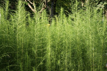 A verdant view of tall asparagus plants flourishing in the garden