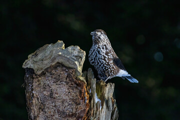 Spotted Nutcracker (Nucifraga caryocatactes) in a natural habitat