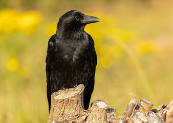 Carrion Crow (Corvus corone) in natural habitat