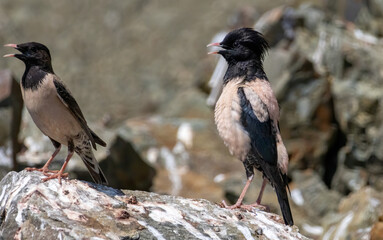 Rosy starling (pastor roseus) perched on a rock