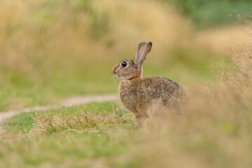 Portrait of a wild rabbit in a natural habitat