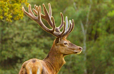 Red deer (Cervus elaphus) in a natural habitat