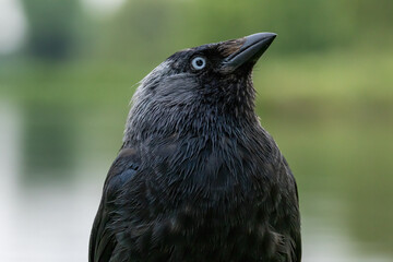 Jackdaw (Corvus monedula) in a natural habitat