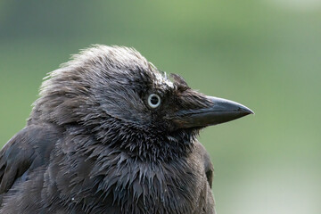 Jackdaw (Corvus monedula) in a natural habitat