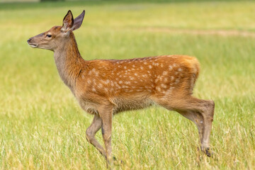Red deer (Cervus elaphus) in a natural habitat