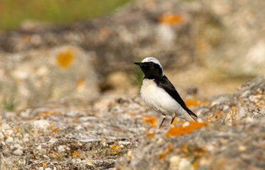 Pied Wheatear in a natural habitat