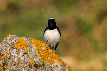 Pied Wheatear in a natural habitat