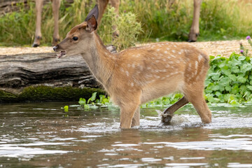 Red deer (Cervus elaphus) in a natural habitat