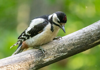 Great Spotted Woodpecker (Dendrocopos major) in forest