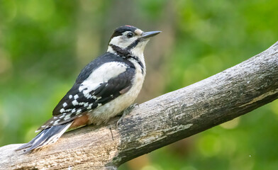Great Spotted Woodpecker (Dendrocopos major) in forest