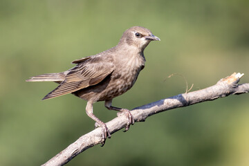 Common Starling bird sitting on branch