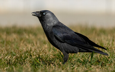 Jackdaw (Corvus monedula) in a natural habitat