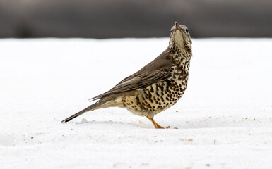 Mistle Thrush sitting on the ground