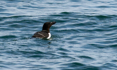 Razorbill on the cliffs in RSPB Bempton Cliffs reserve