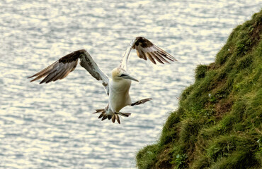 Northern Gannet on breeding rocks of Bempton cliffs, UK