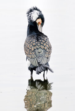Great Cormorant (Phalacrocorax carbo) in natural habitat