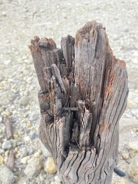 dead tree trunk