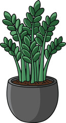 Obraz premium Z Plant with Dark Green Leaves in a Black Pot on White Background ZZ plant zanzibar gem