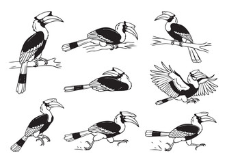 Vector of set of black and white Great Hornbill illustrations in various perching, flying, and running poses with a large beak.