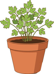 Obraz premium Green Parsley Herb Plant Growing in a Terracotta Pot with Dark Soil potted
