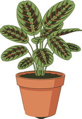 Potted Maranta Prayer Plant with Green and Red Striped Leaves in a Terracotta Pot Keywords: maranta plant, prayer plant, potted plant, indoor plant, houseplant, green leaves, red stripes, botanical