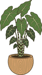 Fototapeta premium Large leaf plant with striped stems in a wooden pot on a white background potted plant houseplant