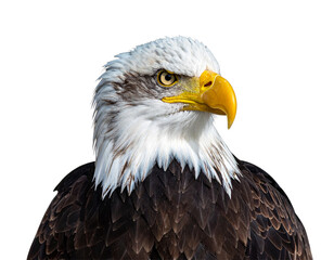 A striking portrait of a majestic American bald eagle, a symbol of America, with its powerful beak and keen eye, isolated on white